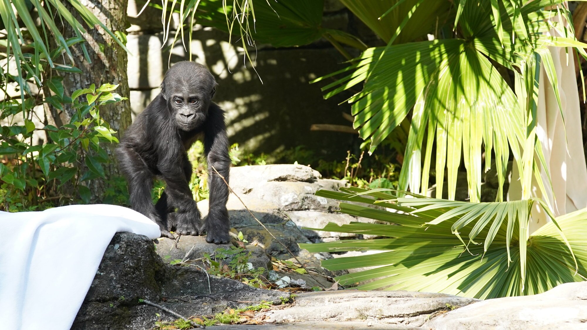 Baby Gorilla Grace - Magic of Disney's Animal Kingdom S01E08 | TVmaze