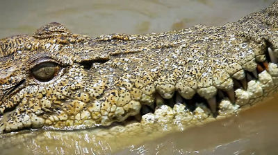 66. Чак Норрис среди крокодилов (Австралия)