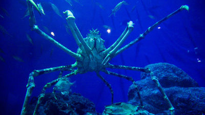 Suruga Bay: The Bounty of the Deep
