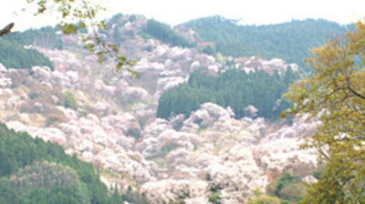 Yoshino, Nara: Awash in Pink Petals