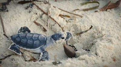 75. Морские черепахи: в детсад или сдохнешь (Индонезия)
