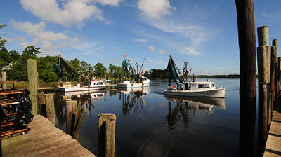 Shrimp Sells