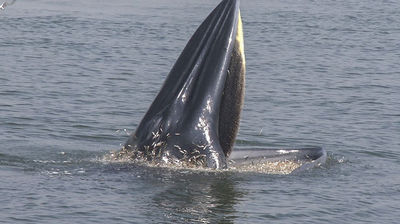 The Great Magician of the Sea - Bryde's Whale, Thailand