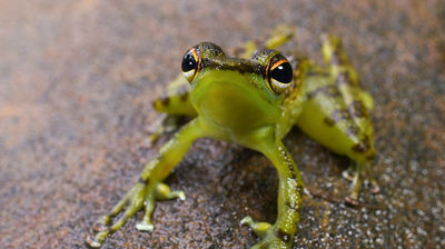 Foot-Flagging Ninja Hopper - Black-Spotted Rock Frog, Malaysia