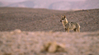 Elusive Survivor - Arabian Wolf, Israel