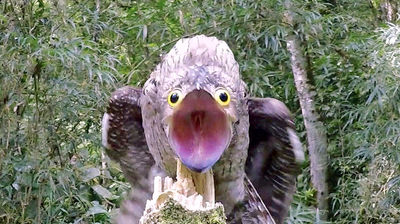 Funny Face - Common Potoo, Brazil