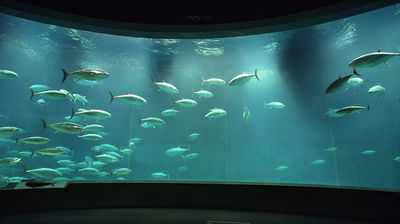 Keyword: Aquarium