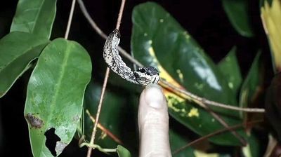 [ТиДЗ] Как сделать из гусеницы змею