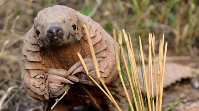 Pangolins - The World's Most Wanted Animal