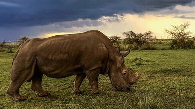 Sudan: The Last of the Rhinos