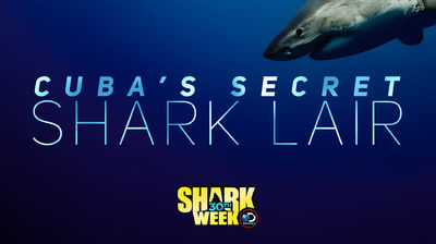 Cuba's Secret Shark Lair