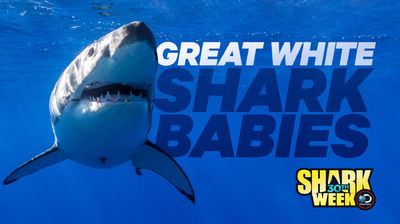 Great White Shark Babies