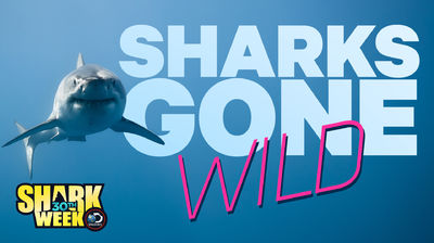 Sharks Gone Wild