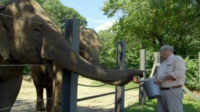 An Elephant's Trust