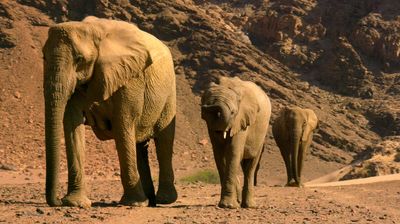 From Deserts to Grasslands