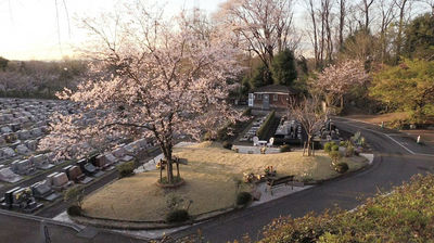 Jumokuso: Resting Beneath a Cherry Tree