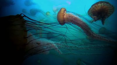 Rise of the Jellyfish