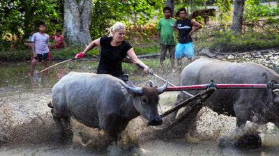 Sumbawa: Water Buffalo Racing