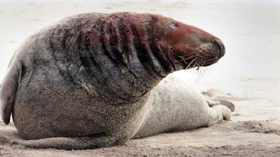 Seals of Sable