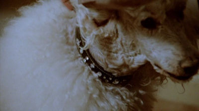 The Canine Collar
