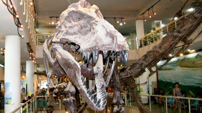 Feathered Dinosaurs