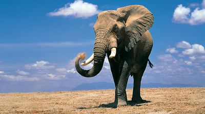 Size Matters: Why Elephants Can't Dance