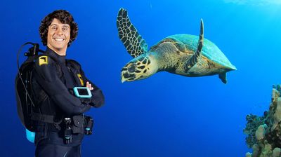 Andy and the Hawksbill Turtles