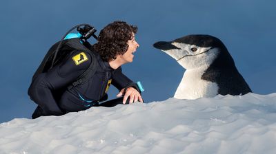 Andy and the Chinstrap Penguins