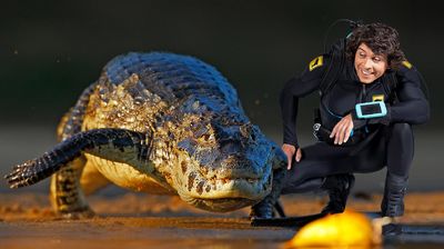 Andy and the Caimans