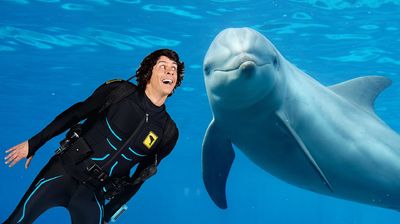 Andy and the Bottlenose Dolphins