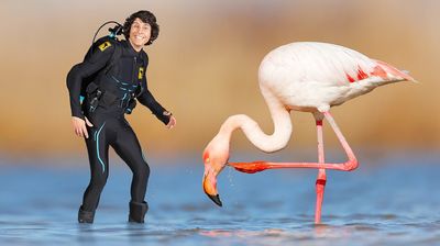 Andy and the Flamingos