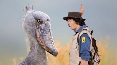 Andy and the Shoebill Chick