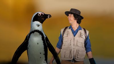 Andy and the African Penguins