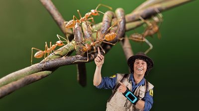 Andy and the Weaver Ants
