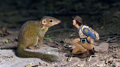 Andy and the Treeshrew