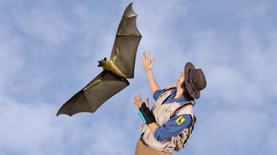 Andy and the Flying Fox