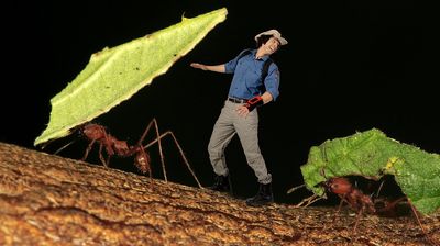 Grasscutter Ants