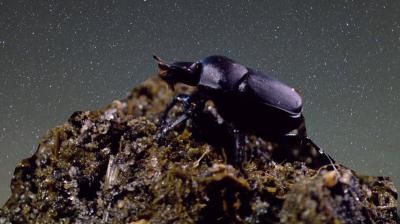 Dung Beetle Star Search