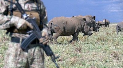 The Rhino Crisis
