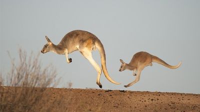 Kangaroo Tales