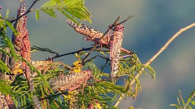 Kenya's Locust Hunters
