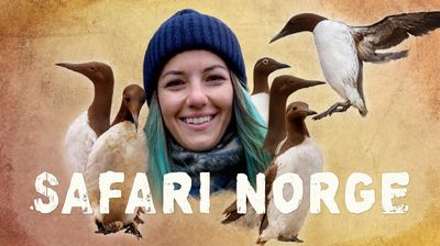 Selda og Norges pingviner