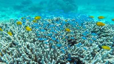 The Battle for the Great Barrier Reef