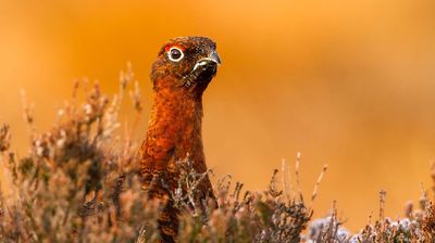 The Yorkshire Moors: A Wild Year