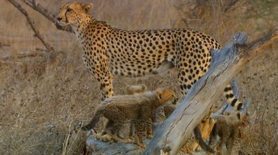 Growing up Cheetah