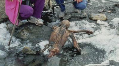 Curse of the Ice Princess