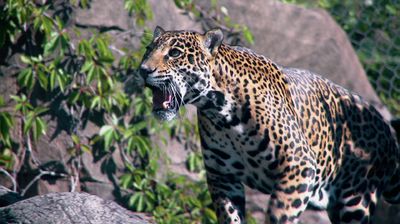 Jungle Jeopardy - 72 Dangerous Animals: Latin America 1x01 | TVmaze