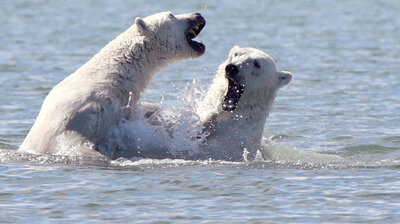 Bears vs. Belugas
