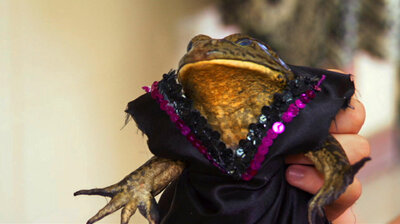 Frog Beauty Pageant