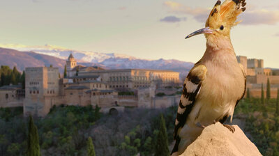 Alhambra: The Oasis in the Desert